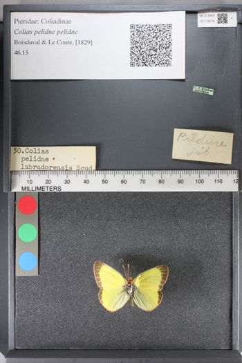 Media type: image;   Entomology 119576
